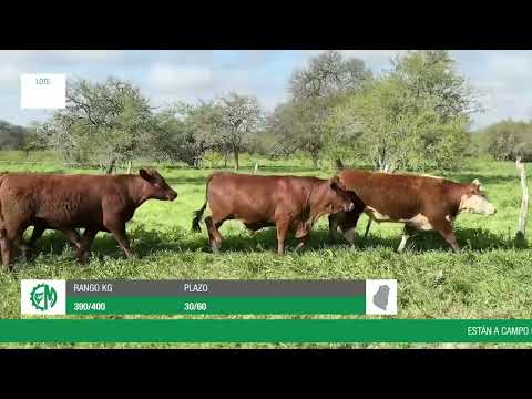 Lote ed8d9815-faf4-45cd-960d-a80cdce75b5c