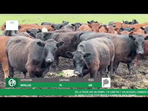 Lote c02f52e8-9b1a-4605-89d3-ade162a86220