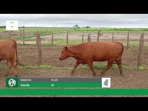 Lote 26f4d19d-a56d-47a0-a95a-22d0297120f3