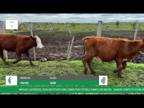 Lote edef5d44-0a55-47ca-b5b0-f0e86d911086