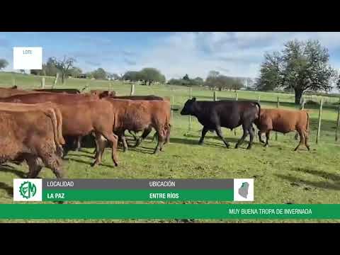 Lote 536ce536-f59b-4a22-99d0-2bb659102a2c