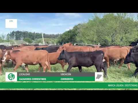 Lote 121ec084-8af9-4059-914a-46c8484420f3