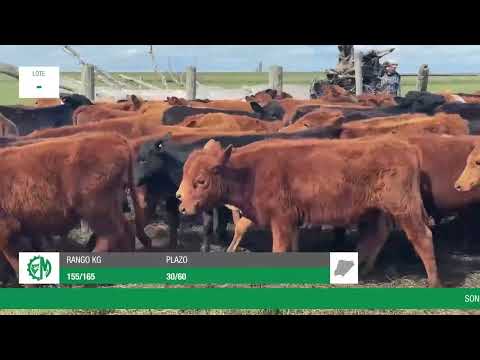 Lote 2886e51b-d870-4cc9-a8a4-ce10f202b290