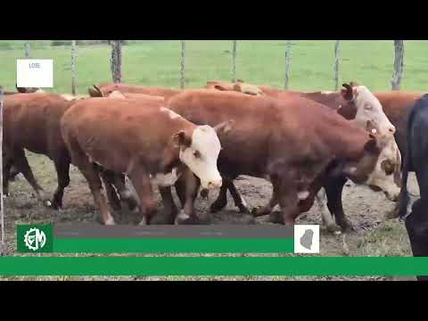Lote f93f32cd-93c2-4923-9be6-b4221ce7ea39