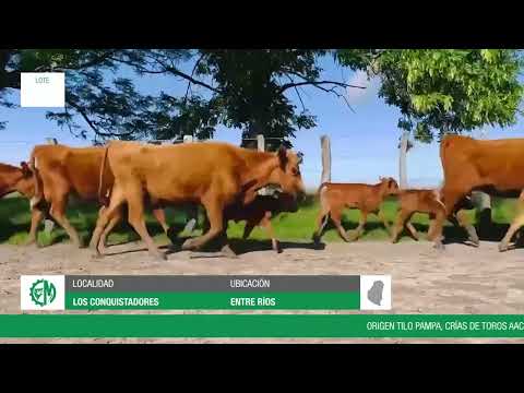Lote ffc33402-bbc0-480f-9eaa-c01e49bf677c