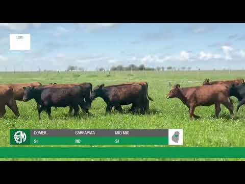 Lote 3c020828-5dfa-427b-b2d3-09f162b8c082