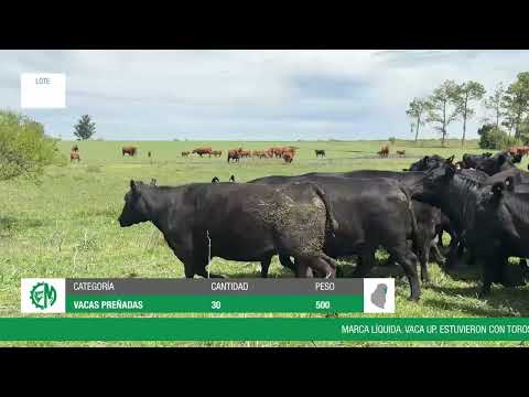 Lote b9935847-d336-433b-8d78-095347228663