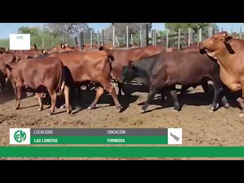 Lote 9318ec21-74e4-46e4-9fce-0b7f2e394ae4