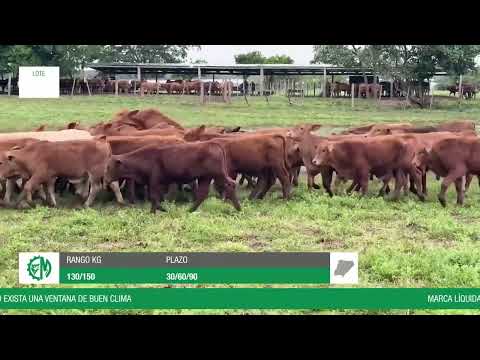 Lote 0f998149-5d3c-44a6-8287-ddbdf53ba8c5
