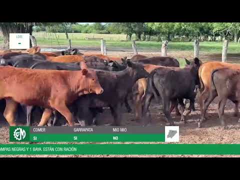 Lote 92f3fefa-6b59-4e5e-aa76-6156088972db