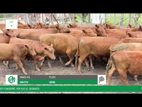 Lote 875a8da9-ffb4-46c9-aa12-dffbe5c60baa