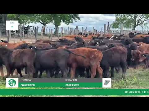 Lote 2ab404cd-b069-45a4-87d9-93b7f423944b