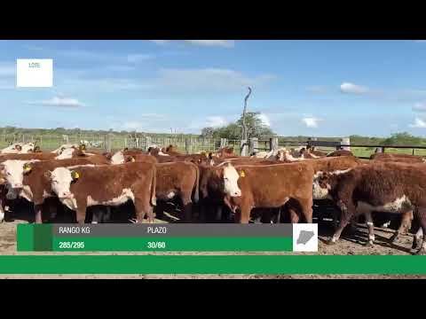 Lote f4c74211-2959-4bcc-8f0e-16b792dac294
