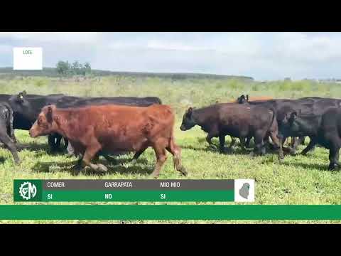 Lote 2803d063-a924-495a-94af-8b5a133de252