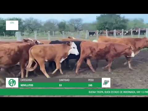 Lote ad1762af-aab1-451e-8103-ab3891334cf0