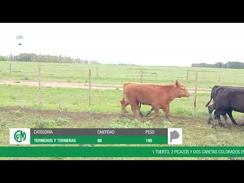 Lote 36f9e119-9675-4a55-8745-929eff45c020