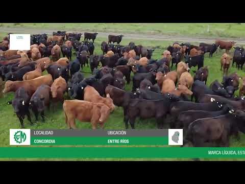 Lote 68a63f89-fe0f-4228-bf69-a8b9df43315d