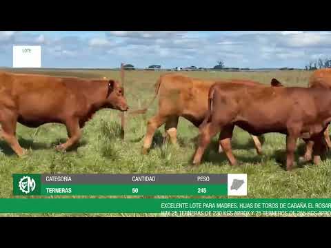 Lote 428bbf88-da74-4f2e-bd65-7f7e2beb5376