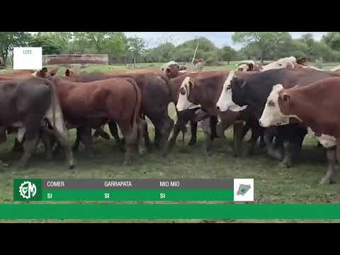 Lote 27296345-2647-4eac-952c-ca7b66253e43