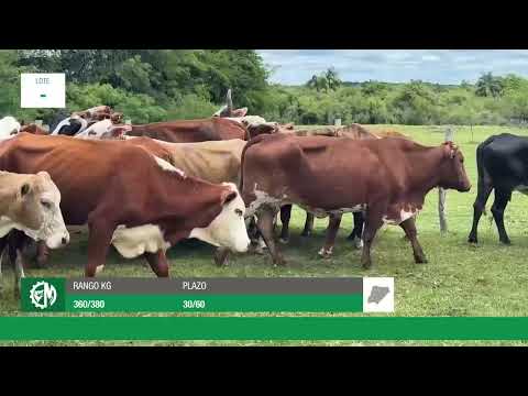 Lote c922bd1e-d256-4180-9f74-94ef2c6a7593
