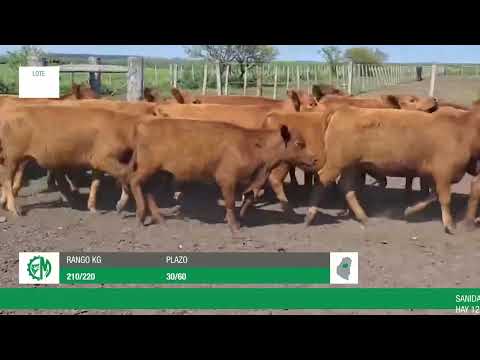 Lote a01463ea-f780-4068-b1c5-036f2fd4b1ab