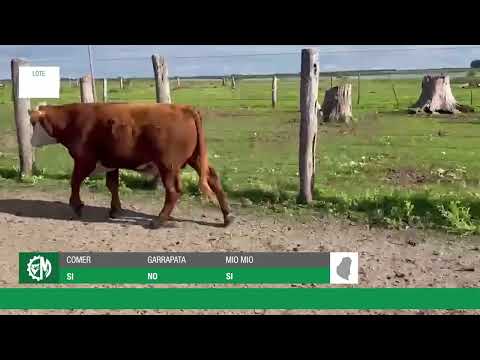 Lote 5ecf360a-9b1b-4ee5-9ad2-e1089d63a8ee