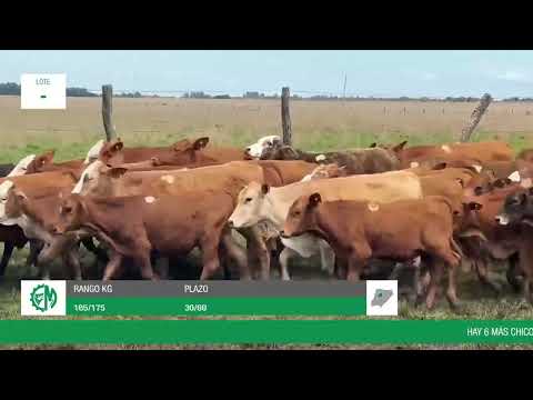 Lote e1324da2-e50e-4ca7-8d1e-28adc83271c7