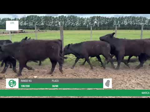 Lote 1db1783d-a75b-4a40-947e-5c3d49679eb5