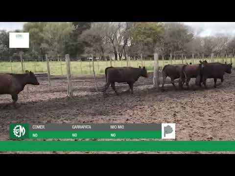 Lote 33d3c81a-4fd6-434f-9455-1d983386de7f
