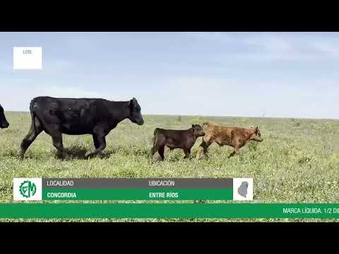 Lote d7de65ce-d009-4fd8-806d-8e611c650701
