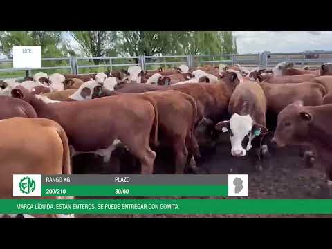 Lote bb417c42-5c52-4ddb-bb0c-d3813aae39db