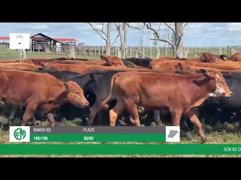 Lote 616f2f29-2d15-4f79-91aa-c85ee978c478