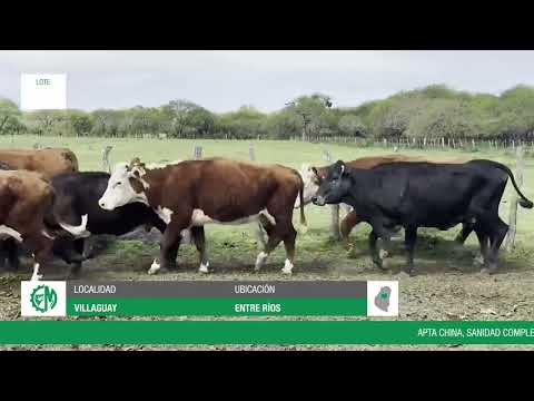 Lote 7e954cbc-e3bb-4c88-acab-0689f58f9ccd