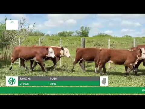 Lote 2149e192-852f-4a97-a8a0-0fddd48b1a74