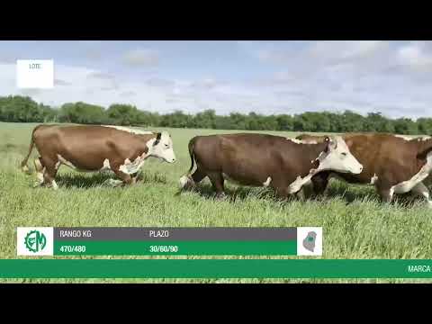 Lote cdd06f9e-3aac-4fd2-b17d-890785add652