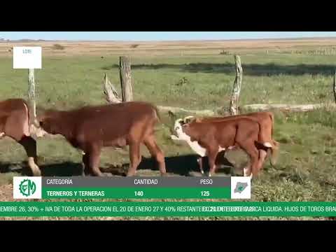 Lote 7cb6a1d5-80bc-4c6a-b3e6-401eb3074c98