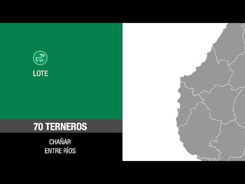 Lote 062d4b19-6490-45c9-a15e-431772cdc658