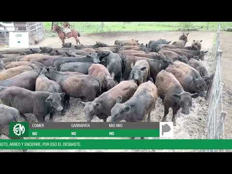 Lote 93399ff7-daaa-4deb-87b4-336d04ba9a12