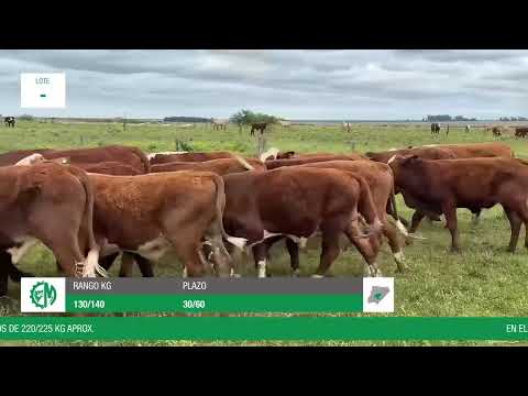Lote 005206cd-5ecc-4169-8d83-aee9a86f1045